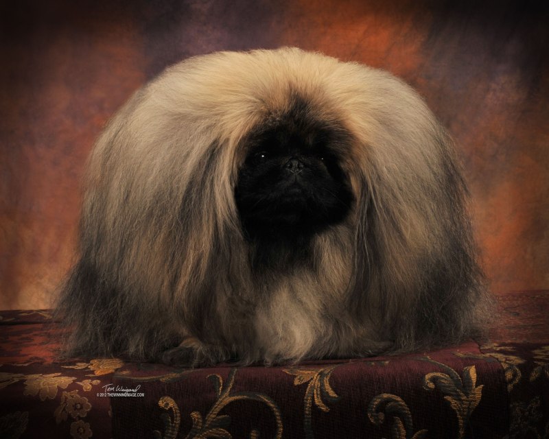 Пекинес шиншилла
