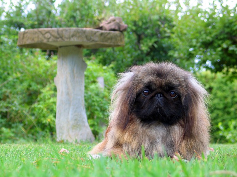 Пекинес Королевский рыжий