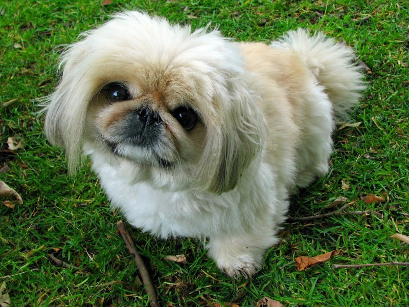 Тибетский спаниель (Tibetan Spaniel)
