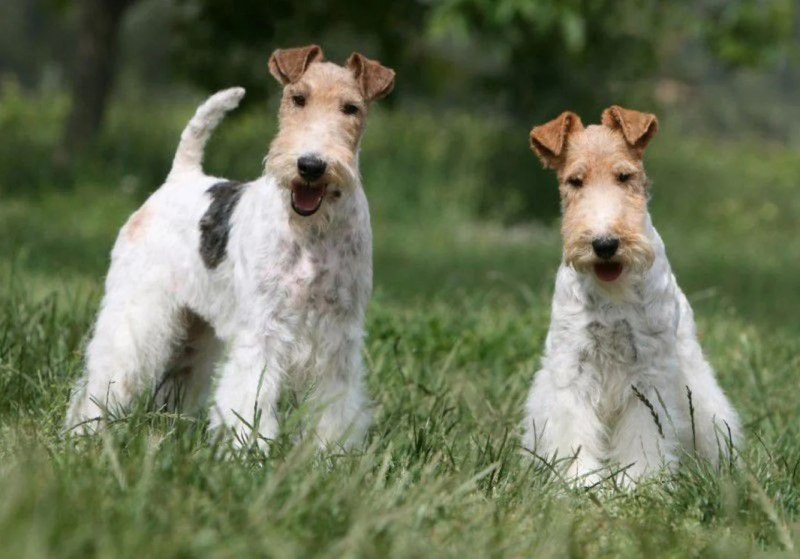 Фокстерьер (Fox Terrier)