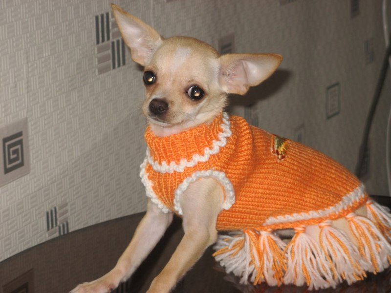 Royal Dog одежда для собак
