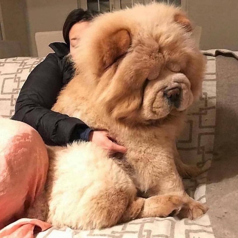 Большие собаки чау чау