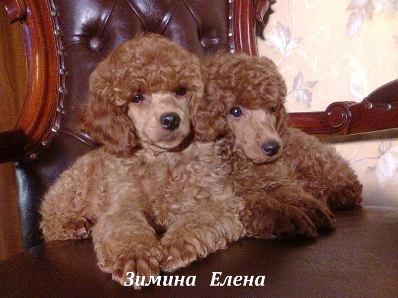 Пудель карликовый абрикосовый