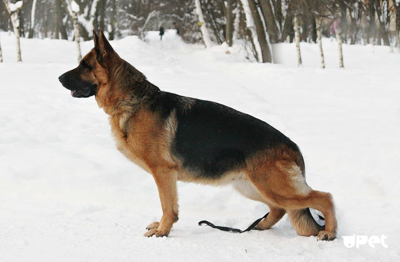 Чепрак овчарка