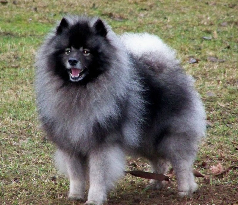 Порода собаки похожая на волка чисто черная