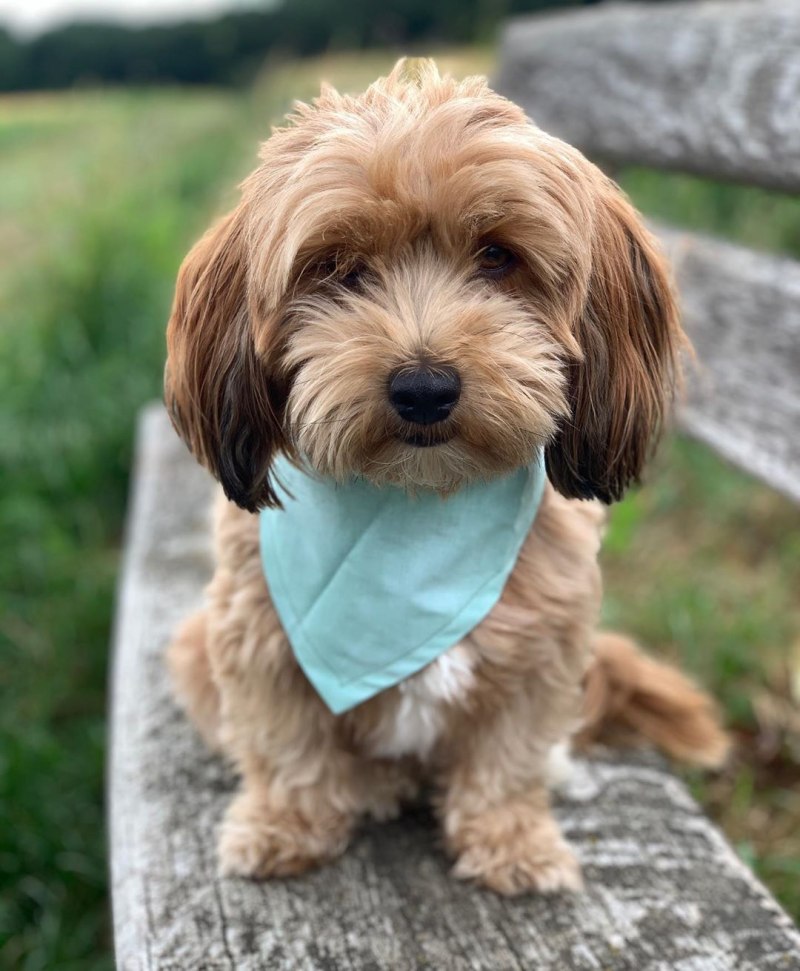 Havanese Breed порода собак