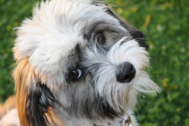 Havanese порода собак