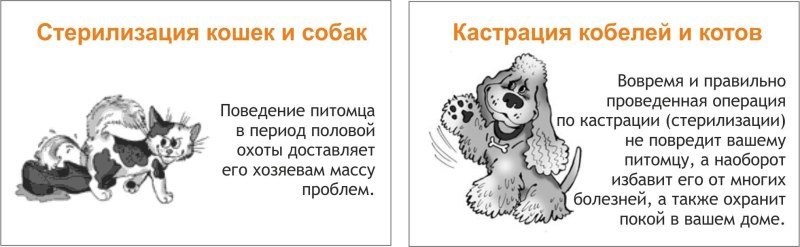 Котов кастрация техника