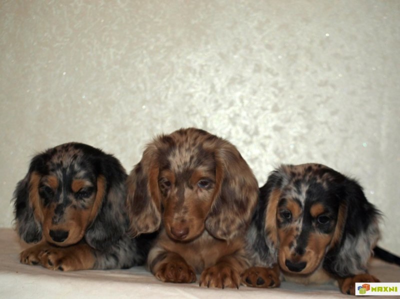 Пазл Castorland Dachshund Puppies (b-13142), 120 дет.