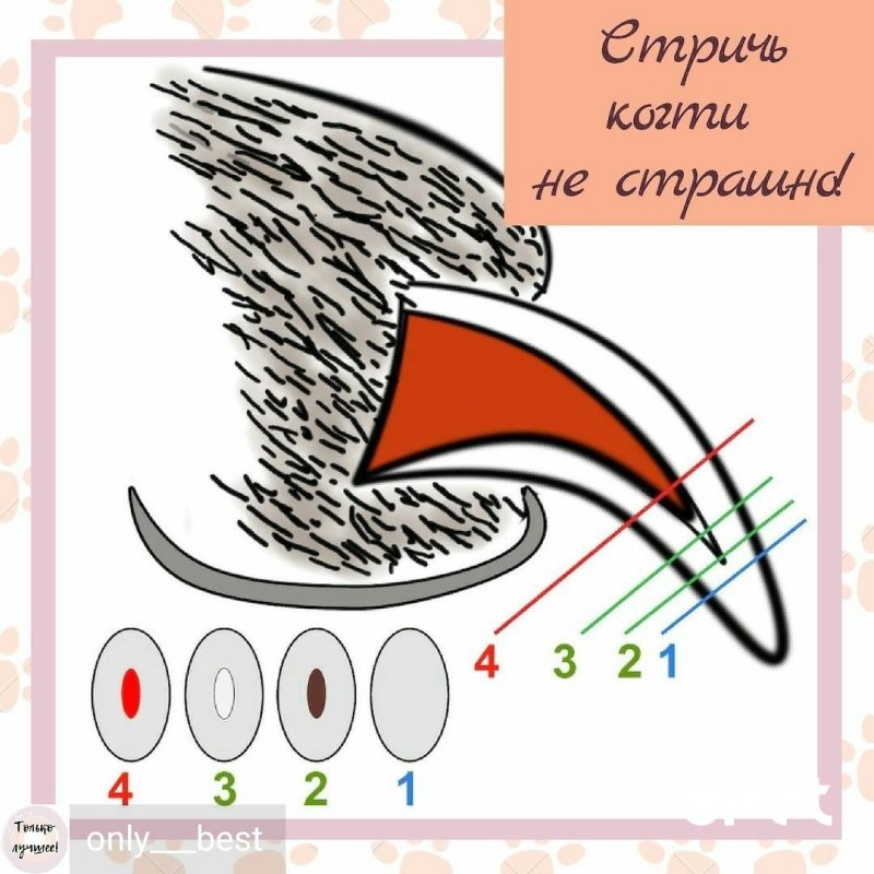 Стрижка ногтей чихуахуа