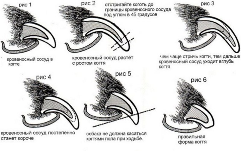 Электрическая стрижка когтей у собак