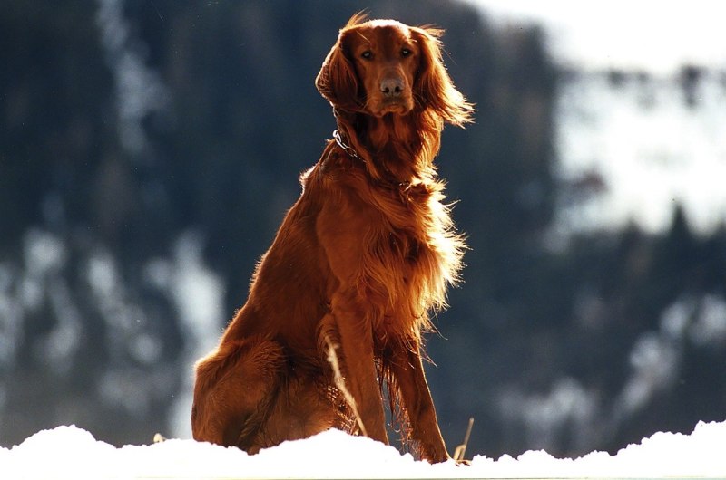 Dog is Dog Пермь