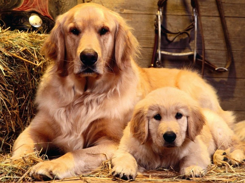 Карточки Домана Dog Cat