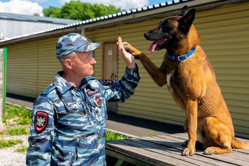 Порода собак малинуа Бельгийская овчарка