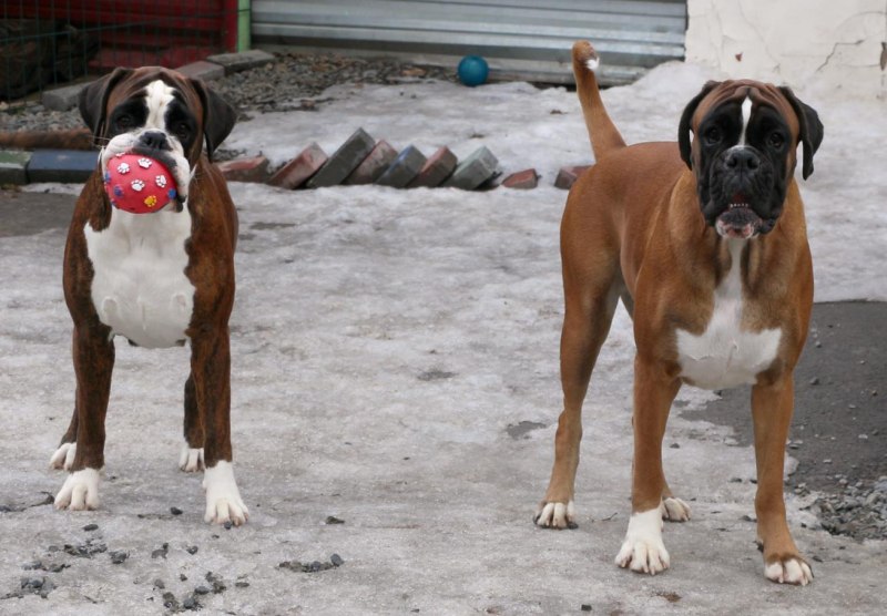 Boxer собака