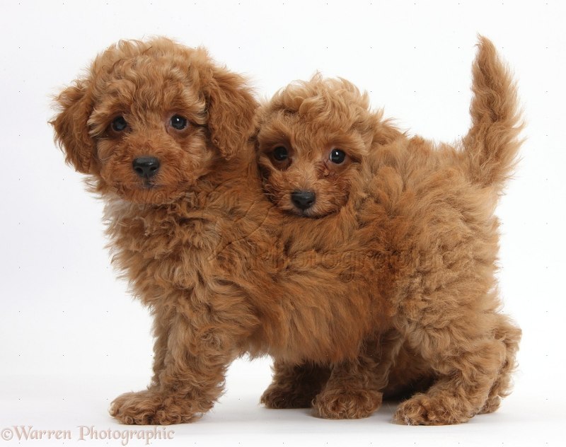 Toy Poodle Puppy