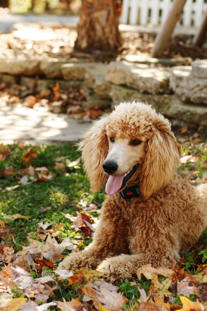 Poodle собака