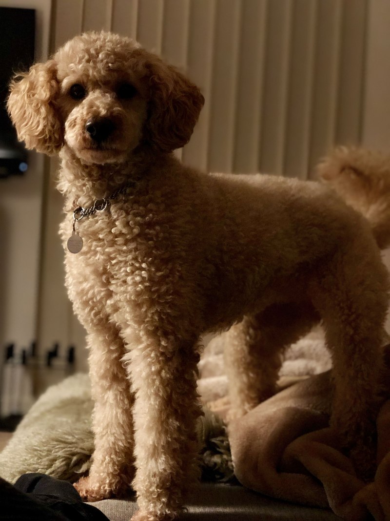 Poodle Kaniş