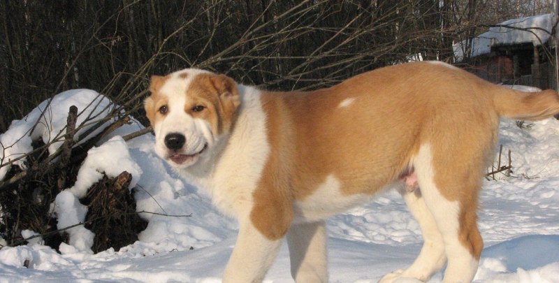 Алабай щенок