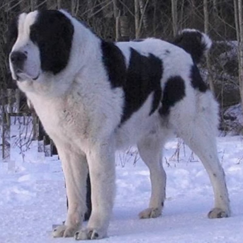 Крупные щенки алабая