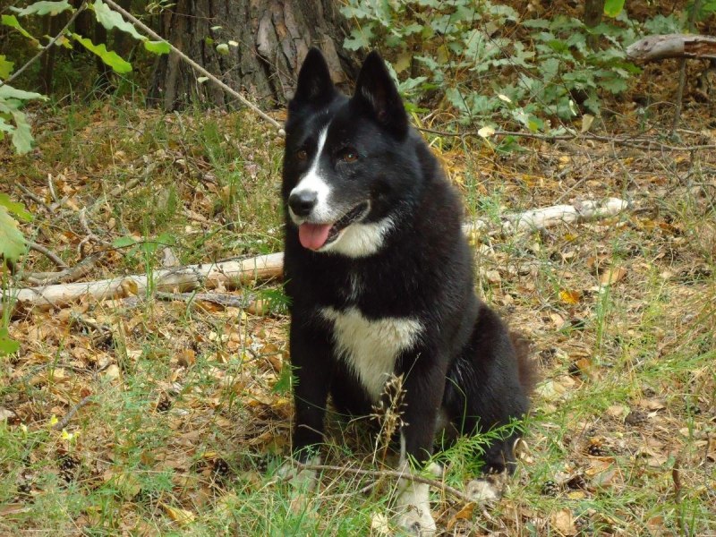 Южнорусская лайка