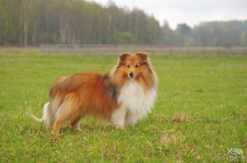 Мини колли собака
