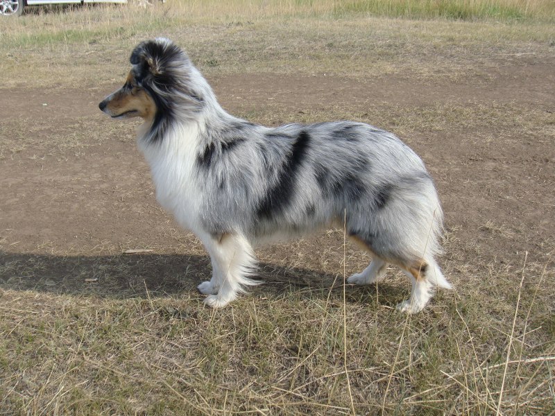 Колли длинношерстная белая альбинос