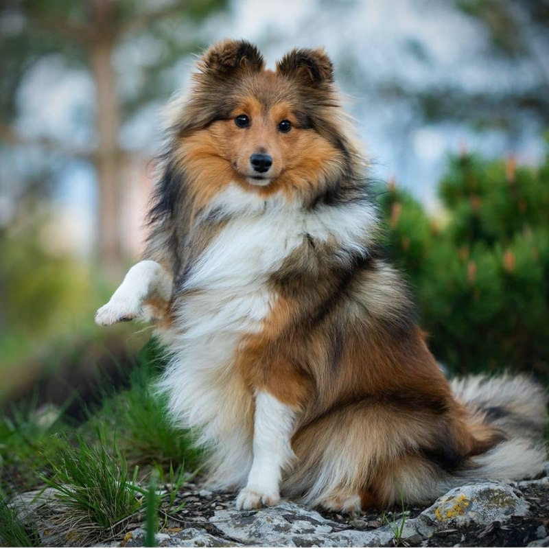 Колли серая