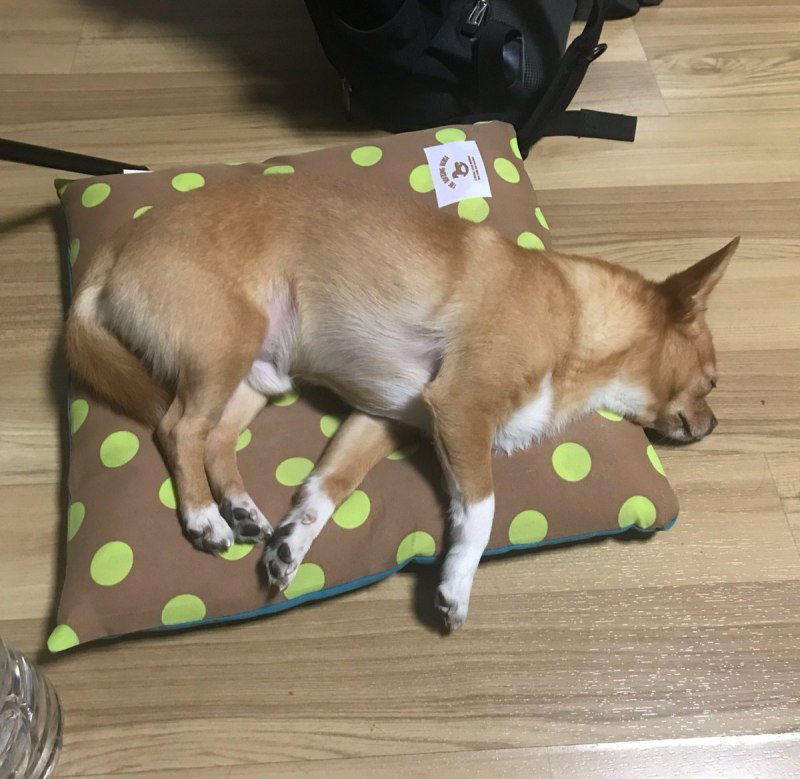 Corgi Rock