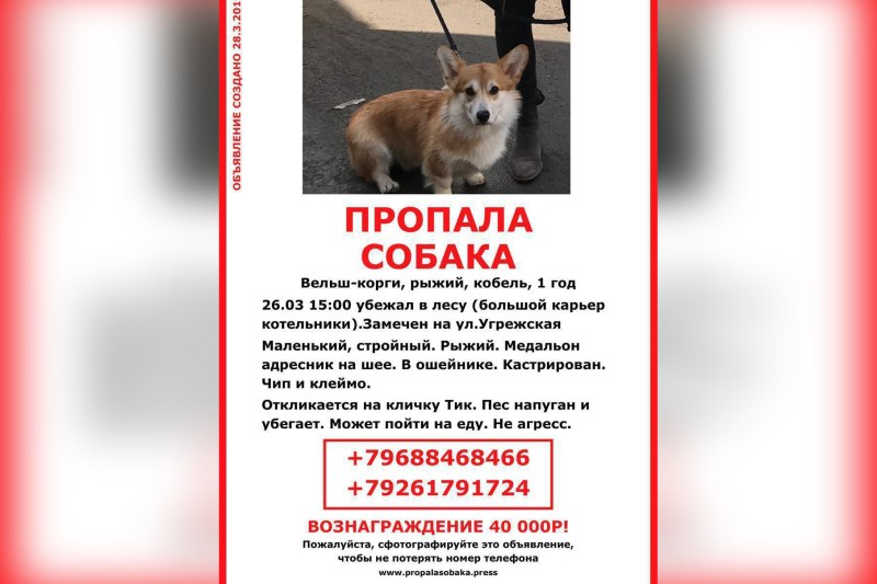 Корги на руках