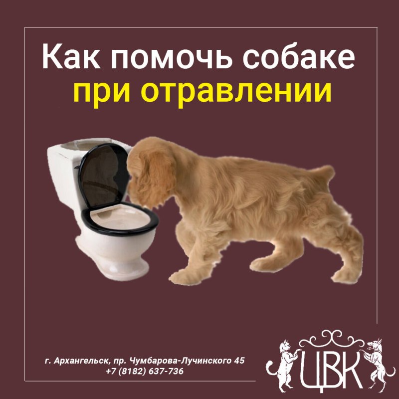 Как помочь собаке при отравлении