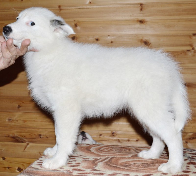 Якутская лайка короткошерстная