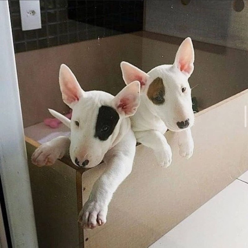 Корги и Стаффорд смесь