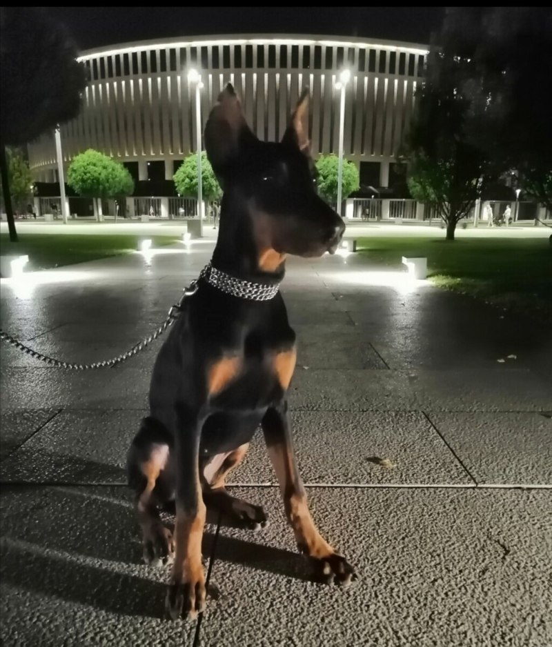 Доберман на прогулке