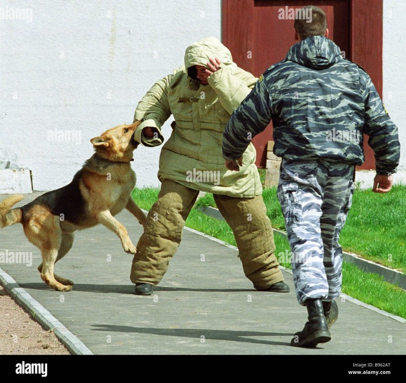 Служебные собаки