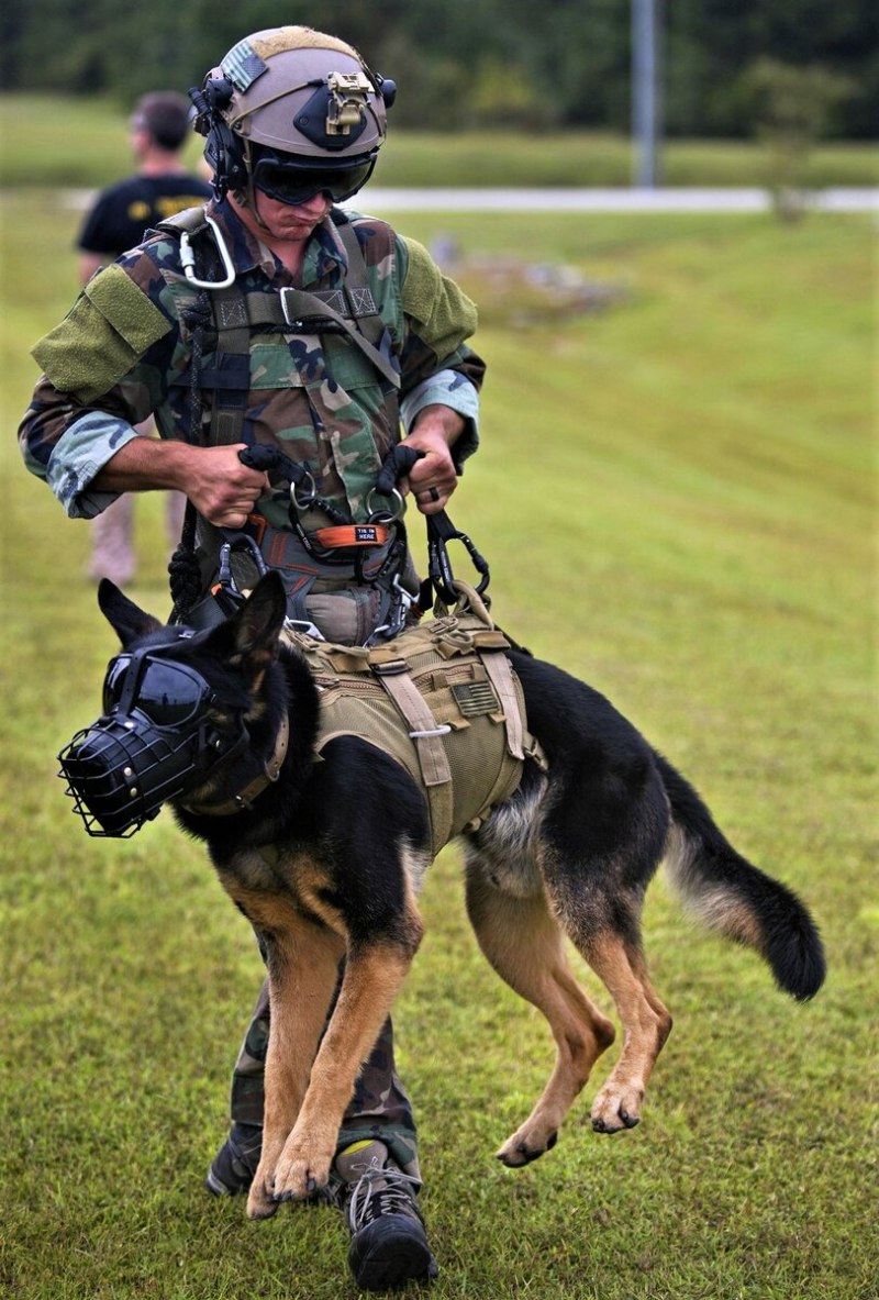 K9 овчарка Army