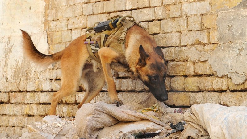 Военные собаки на службе