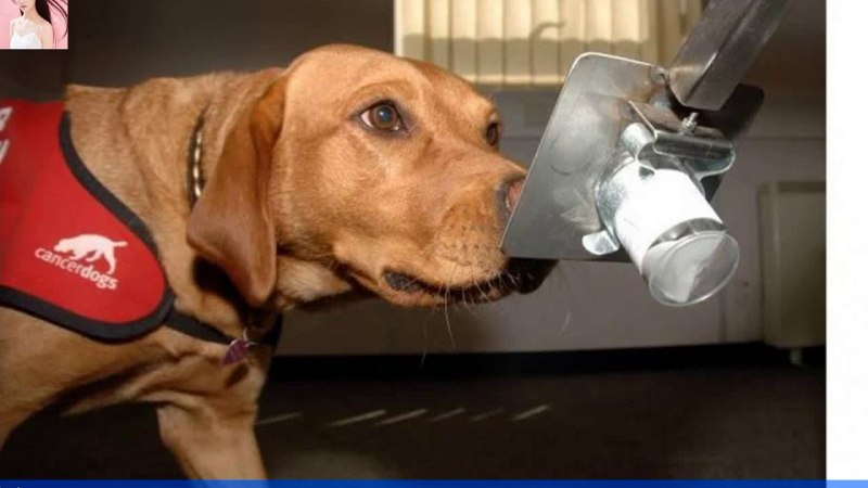 Service Dog