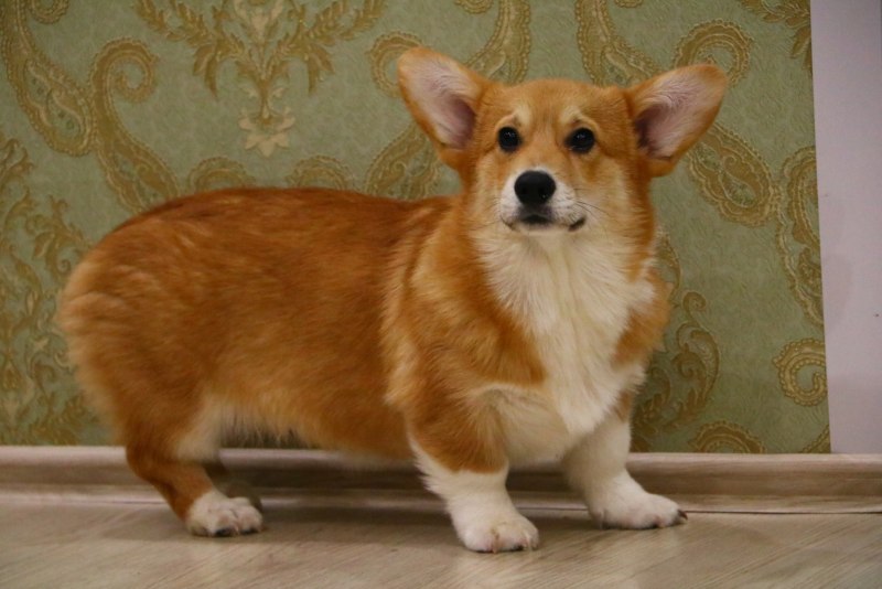 Вельш корги терьер гладкошерстный