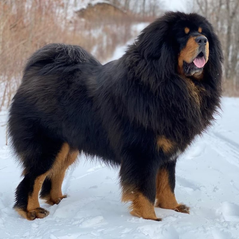 Тибетский мастиф серный