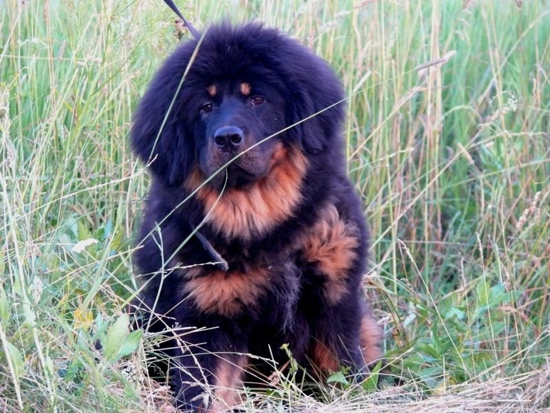 Тибетский мастиф