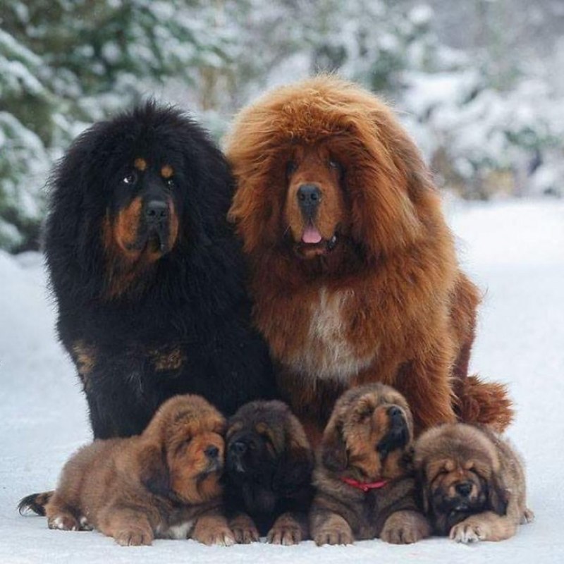 Королевский тибетский мастиф