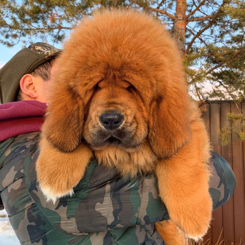 Тибетский мастиф переросток