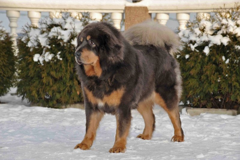 Карликовый тибетский мастиф
