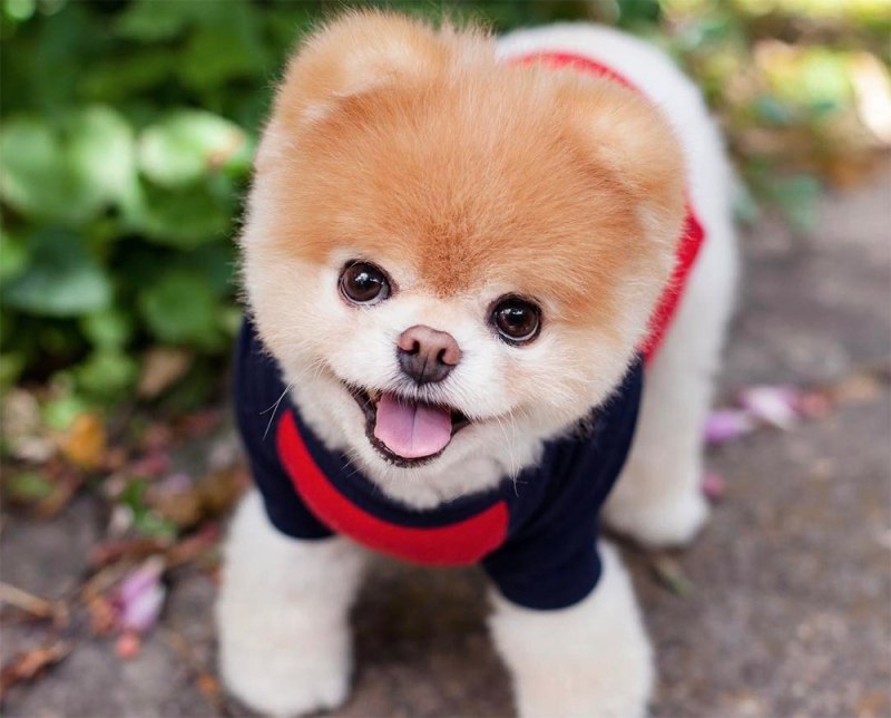 Померанский шпиц Boo