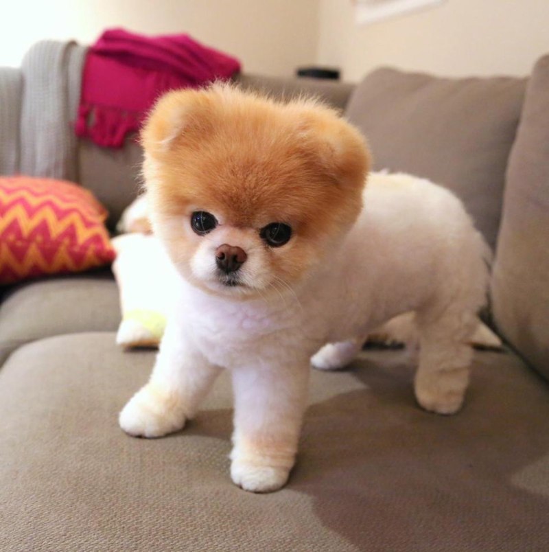 Померанский шпиц Boo
