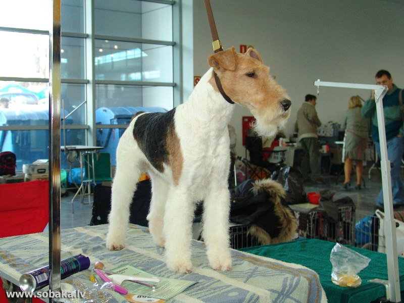 World Dog show Poland - Poznań 10.11.2006