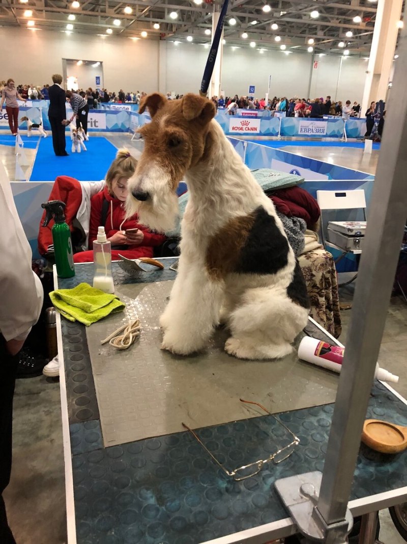 Westminster Kennel Club Dog show