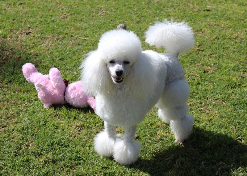 White Toy Poodle
