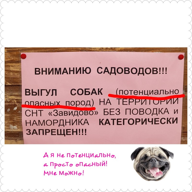 Выгул собак объявление
